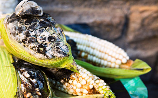 15 غذای عجیب و غریب از سراسر جهان (+عکس) هویلاکوش (Huitlacoche)، مکزیک