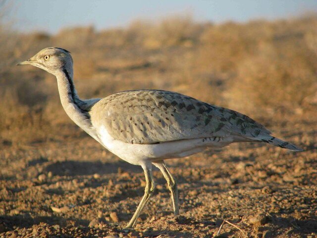 محیط زیست خراسان جنوبی: گونه‌های جانوری خراسان جنوبی در چنگال بلای انقراض/ چاره‌ای بیندیشیم