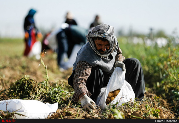 تبدیل کشاورز به ویلا‌ساز با خرد شدن زمین‌های کشاورزی