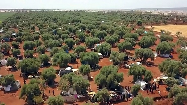 خانواده های ادلب زیر سایه درختان زیتون