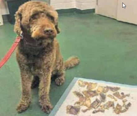 سگی که اسکناس میخورد سگی که اسکناس میخورد