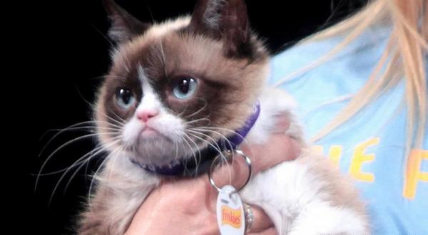 گربه مولتی میلیونر اینستاگرامی مرد (+عکس) گربه مولتی میلیونر اینستاگرامی مرد (+عکس)