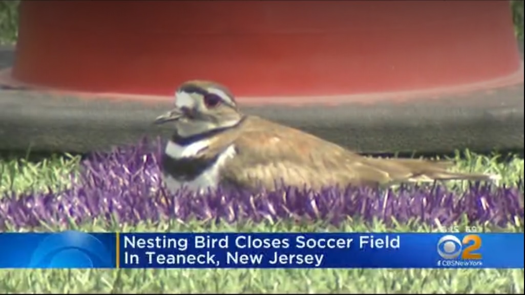 تعطیلی یک ورزشگاه به دلیل تخم گذاری یک پرنده! (+عکس) تعطیلی یک ورزشگاه به دلیل تخم گذاری یک پرنده! (+عکس)