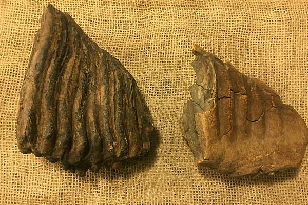 کشف دندان از یک ماموت ماقبل تاریخ (+عکس)