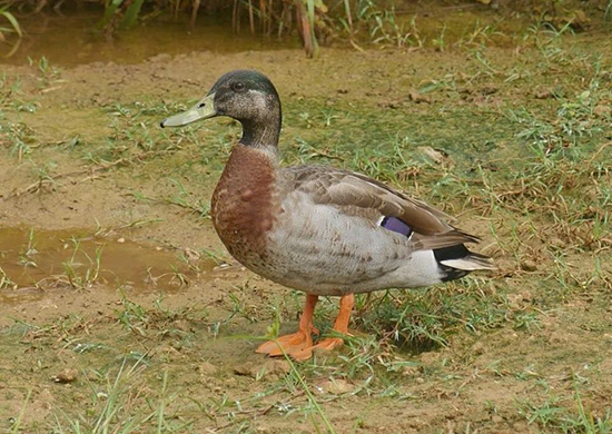 ترِوِر، تنهاترین اردک دنیا! (+عکس) ترِوِر، تنهاترین اردک دنیا! (+عکس)