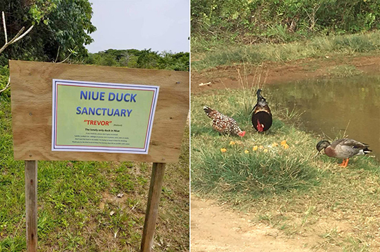 ترِوِر، تنهاترین اردک دنیا! (+عکس) ترِوِر، تنهاترین اردک دنیا! (+عکس)