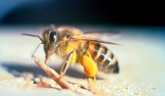 ترسناکترین و خطرناکترین حشرات جهان را بشناسید (+عکس) ترسناکترین و خطرناکترین حشرات جهان را بشناسید (+عکس)