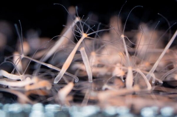 بازتولید سلول های بدن با الهام از بی مهرگان