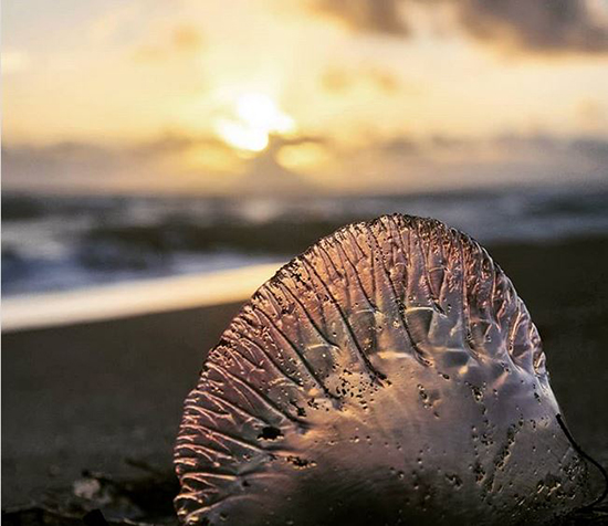 حیوانات شفافی که ثابت می‌کنند این سیاره یک معجزه است (+عکس)