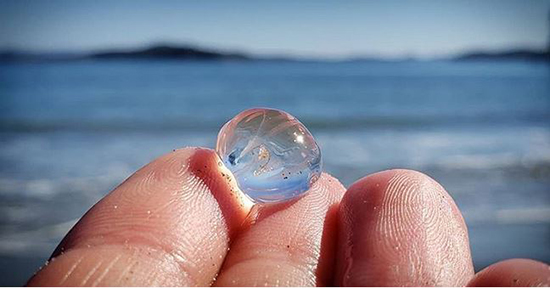 حیوانات شفافی که ثابت می‌کنند این سیاره یک معجزه است (+عکس)