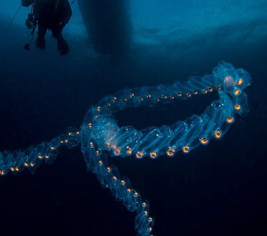 حیوانات شفافی که ثابت می‌کنند این سیاره یک معجزه است (+عکس)