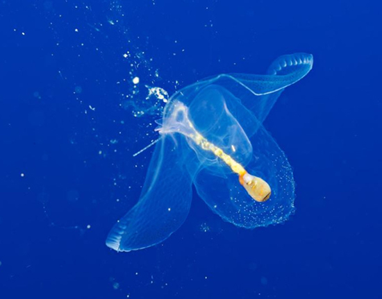 حیوانات شفافی که ثابت می‌کنند این سیاره یک معجزه است (+عکس)