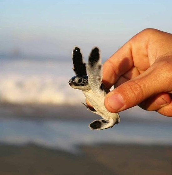 ماجرای الهام‌بخش افرادی که به خاطر محیط زیست جنگیدند (+عکس)