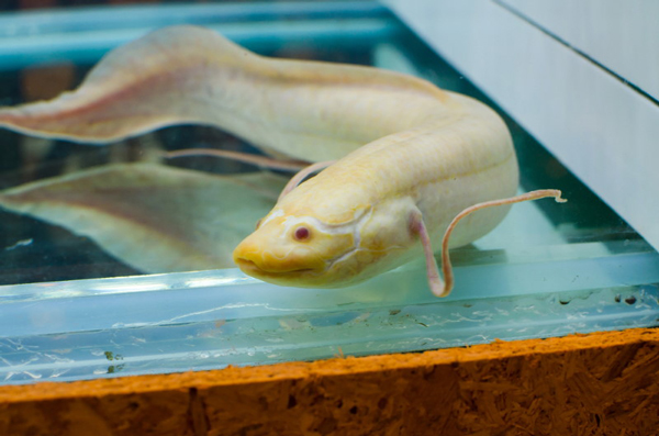 این ماهی‌ها روی خشکی هم زنده می‌مانند! (+عکس)