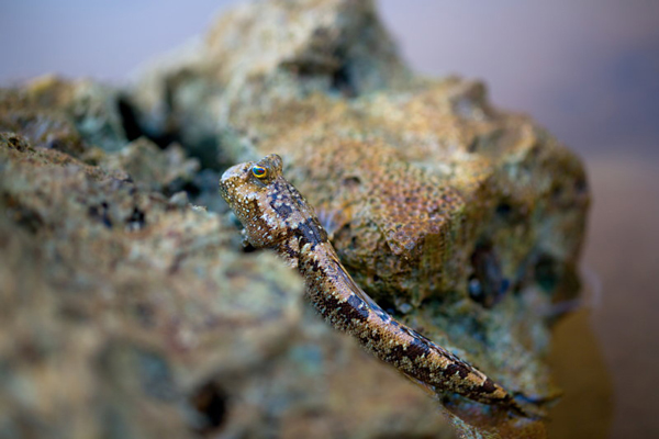 این ماهی‌ها روی خشکی هم زنده می‌مانند! (+عکس)