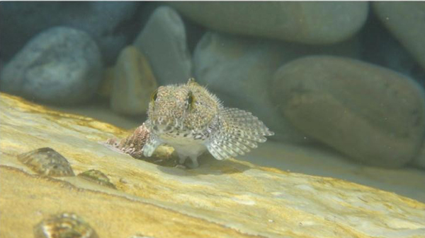 این ماهی‌ها روی خشکی هم زنده می‌مانند! (+عکس)