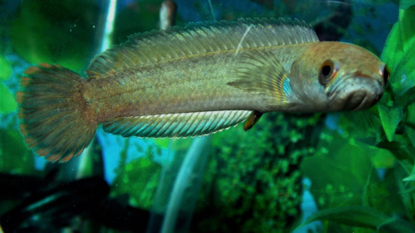 این ماهی‌ها روی خشکی هم زنده می‌مانند! (+عکس)