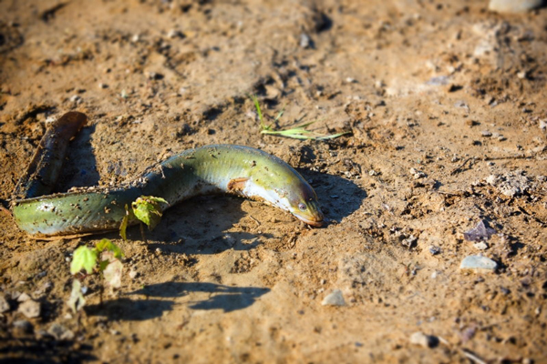 این ماهی‌ها روی خشکی هم زنده می‌مانند! (+عکس)