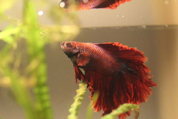 این ماهی‌ها روی خشکی هم زنده می‌مانند! (+عکس)