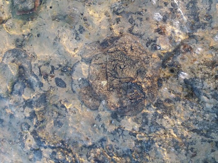 بازگشت آلودگی‌های نفتی به سواحل قشم با منشاء نامعلوم