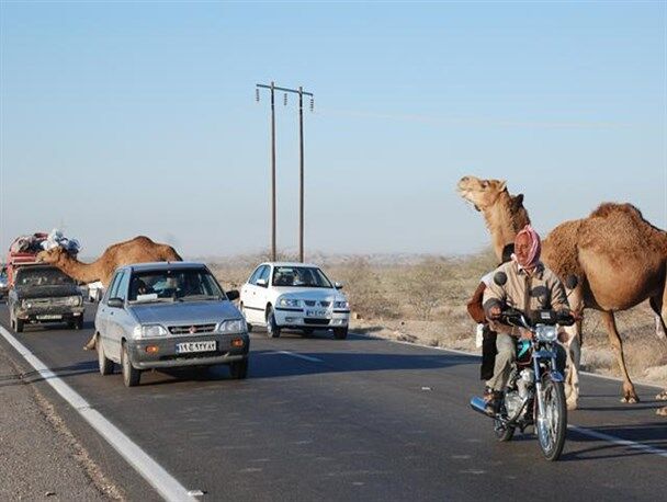 شتر، کابوس ترسناک جاده‌های هرمزگان