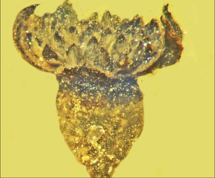 کشف یک گل 100میلیون ساله (+عکس) کشف یک گل 100میلیون ساله