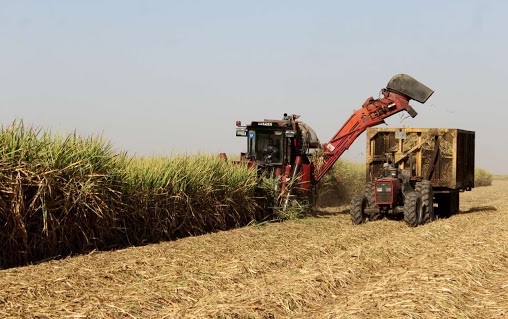 رکورد برداشت نیشکر در کشت و صنعت های هفتگانه شکسته شد رکورد برداشت نیشکر در کشت و صنعت های هفتگانه شکسته شد