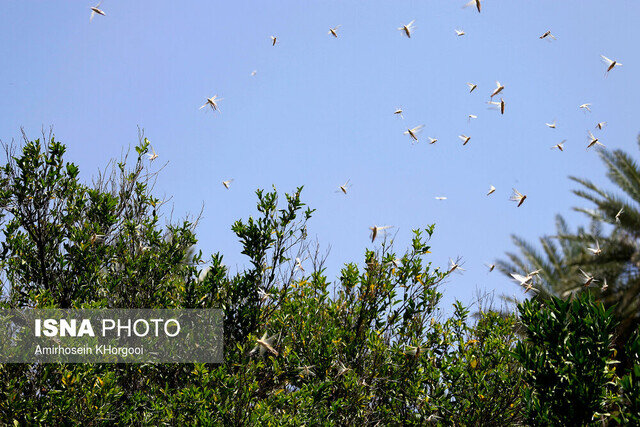 موج جدید حمله ملخ‌ها به ایران تا ۱۵ روز دیگر