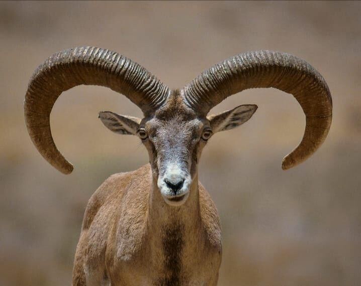 دستگیری شکارچی قوچ وحشی در ازنا لرستان قوچ وحشی