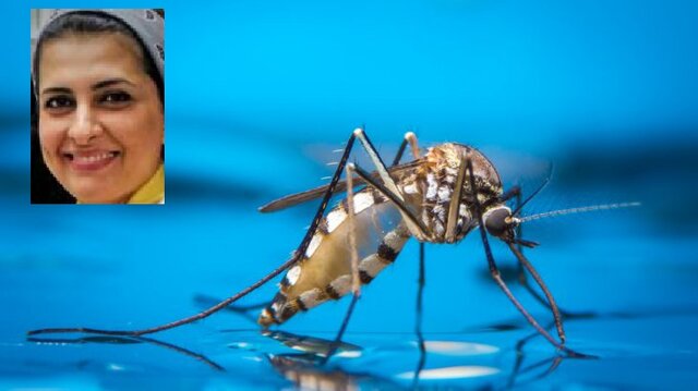 تبدیل پشه‌های ماده به نر