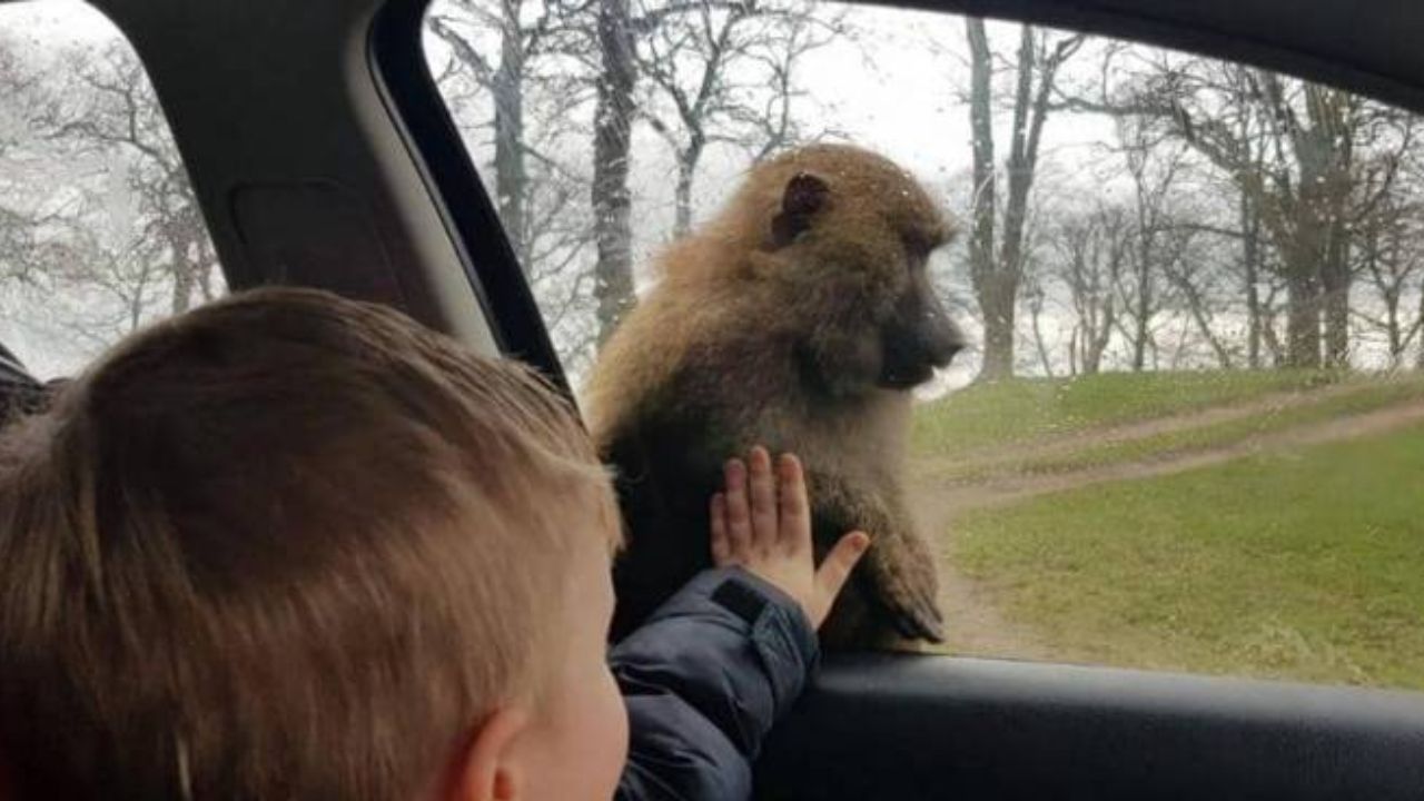 میمون‌های چاقوکش