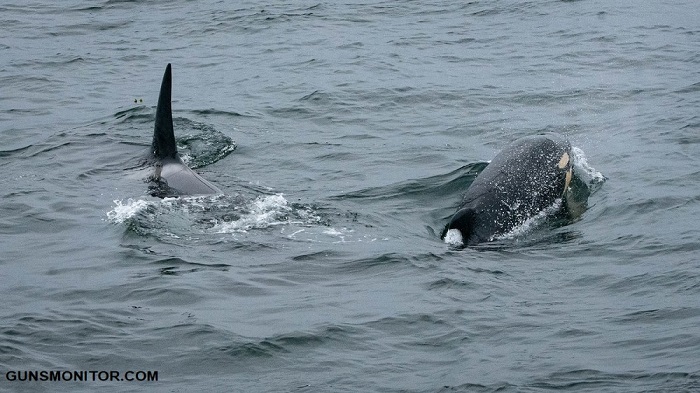 نیروی دریایی آمریکا، تسلیحات ابرصوت و دردسری برای حیات دریایی!