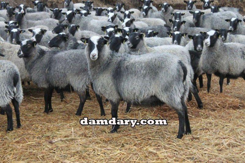 خرید و فروش گوسفند زنده و سایر حیوانات در سایت دامداری به راحتی انجام می‌شود