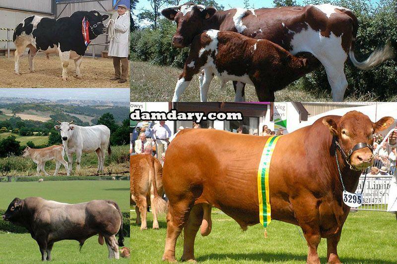 خرید و فروش گوسفند زنده و سایر حیوانات در سایت دامداری به راحتی انجام می‌شود