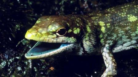 خزندگان و مارمولک‌های گرمسیری