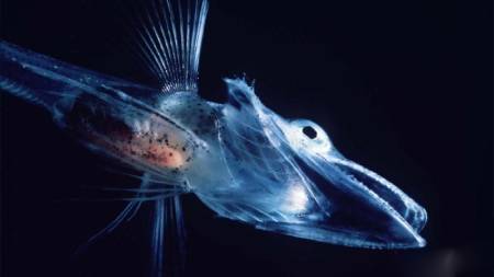 یخ‌ماهیان تمساحی