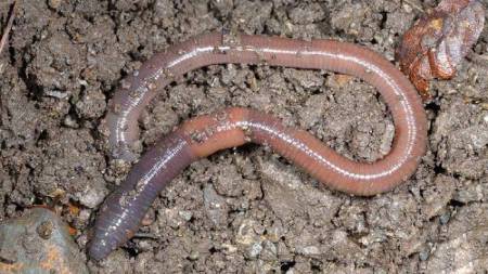 کرم های خاکی 