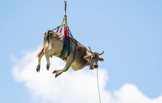 انتقال گاو بیمار با بالگرد در سوئیس