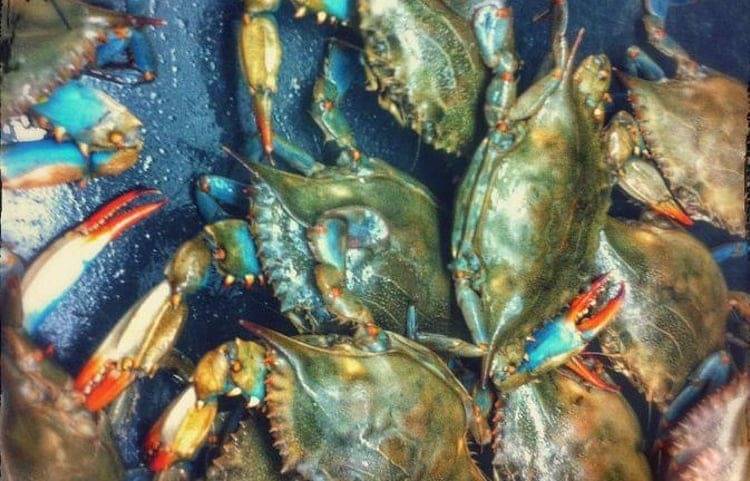 جنگ کره‌شمالی و کره‌جنوبی برای خرچنگ‌های آبی