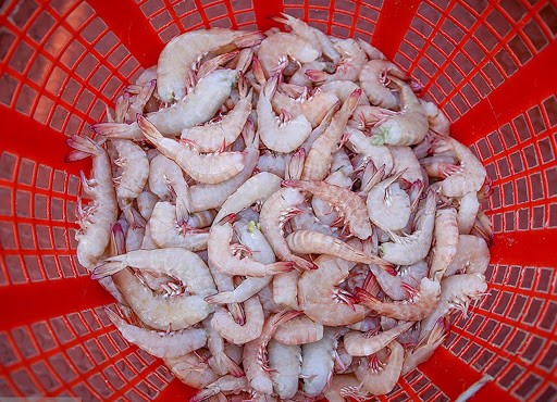 صادرات مجازی میگو به تمام نقاط ایران