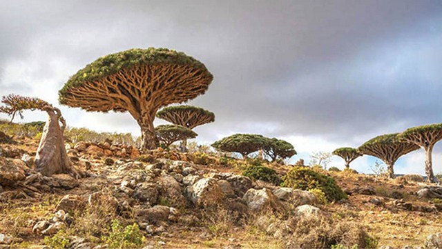 جزیره سوکاترا