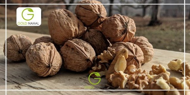 چرا بعد از خرید نهال گردو برخی از نهال ها خشک می شوند؟ چرا بعد از خرید نهال گردو برخی از نهال ها خشک می شوند؟