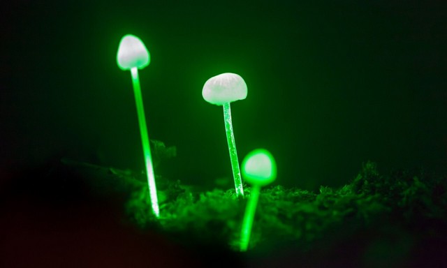 9 پدیده شگفتانگیز جهان (+عکس) قارچهای درخشان برزیل