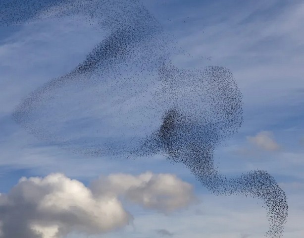 9 پدیده شگفتانگیز جهان (+عکس) دسته پرندگان سار در انگلیس