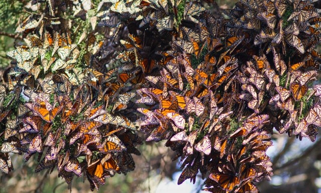 9 پدیده شگفتانگیز جهان (+عکس) مهاجرت پروانههای شهریار در مکزیک