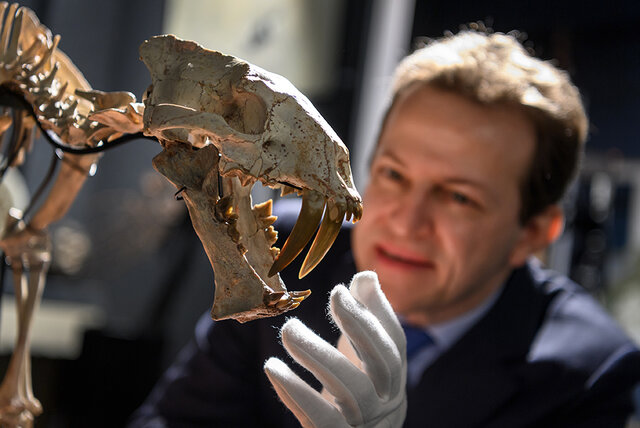 حراج اسکلت 37 میلیون ساله (+عکس) حراج اسکلت 37 میلیون ساله