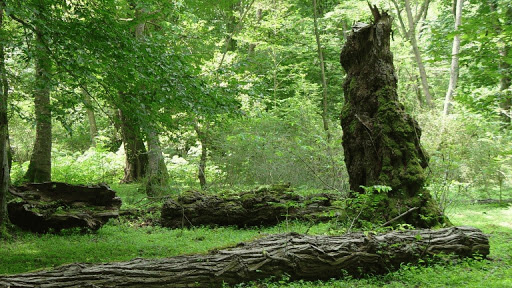 هشدار استاد دانشگاه: نظام نظارتی جنگل فروپاشیده است جنگل