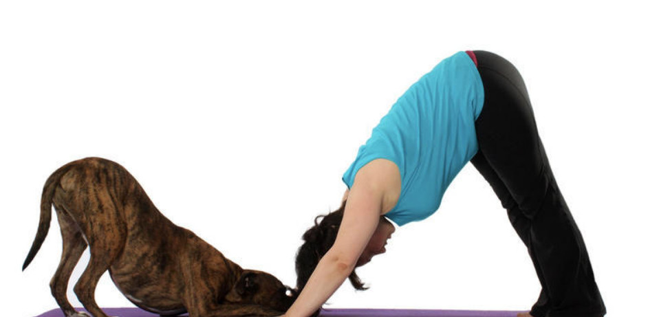 یوگا در کنار سگها از نتایج شیوع کرونا یوگا در کنار سگها