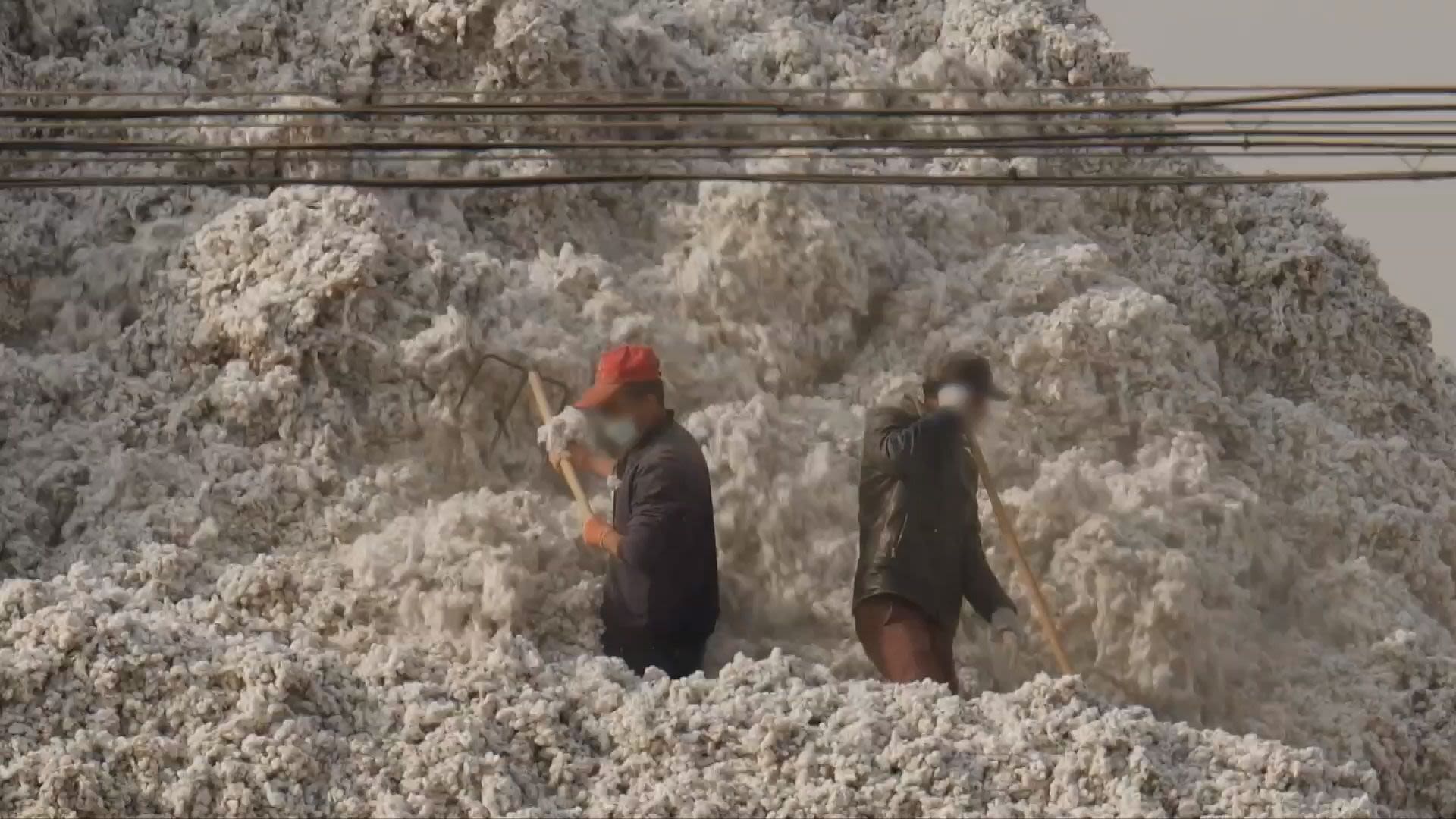 کار اجباری مسلمانان اویغور در مزارع ننگین پنبه چین مزارع پنبه چین اویغور