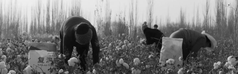کار اجباری مسلمانان اویغور در مزارع ننگین پنبه چین کار اجباری مسلمانان اویغور در مزارع ننگین پنبه چین